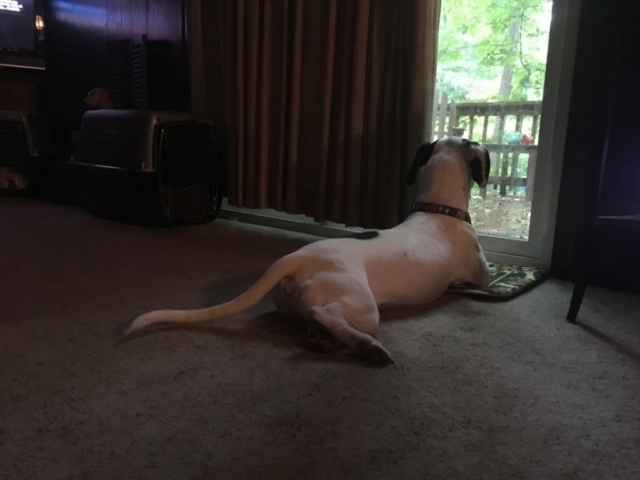 Was that a squirrel?
